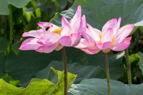 描写荷花姿态、样子的句子
