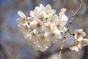 柴田淳花吹雪的歌词是什么 ?