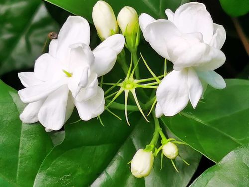 花托图片，花托在雌蕊基部所形成的可分泌