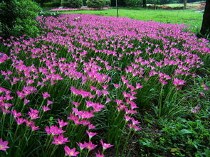 风雨花的花语和寓意，风雨花图片