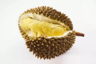 榴莲英文怎么读?，榴莲英文怎么读语音发声