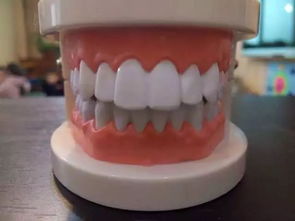 跆拳道护齿怎么裁剪