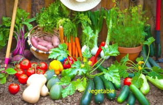 蔬的拼音组词，藐的拼音怎么读