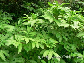一种植物,藤本,心形叶子,藤和叶子都有浆.果实卵形,一头尖.成熟的果实裂