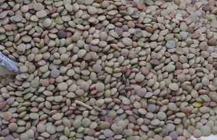 扁豆有什么功效和作用呢?