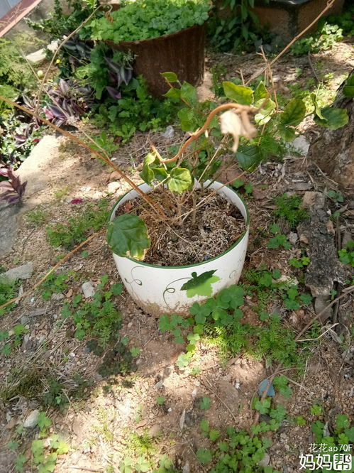 生机勃勃的意思是什么