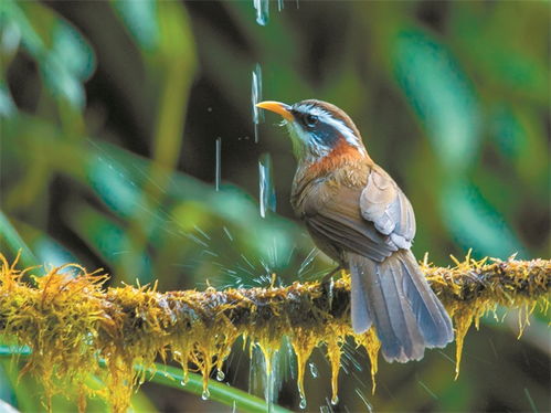 鸟的天堂图片里的大榕树，鸟的天堂图片和视频
