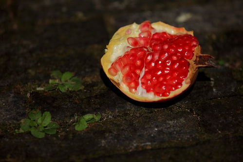 16英语怎么读，石榴英语怎么读 单词