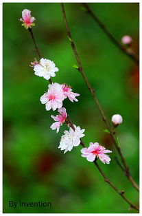 百花吐艳的意思是什么 吐艳的意思是什么