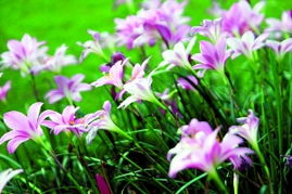 有一种花,名韭莲,又名风雨花,还叫什么