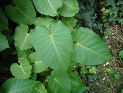 天浆壳6至9克大概是几个