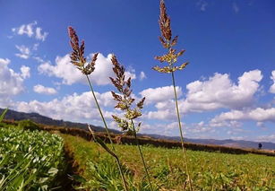 描写美丽乡村的四字词语