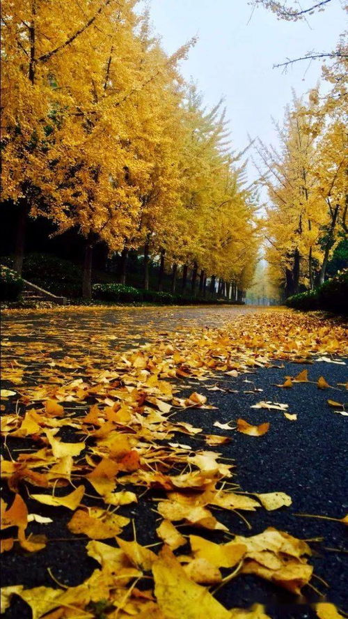 汽车主持人秋晨真实姓名