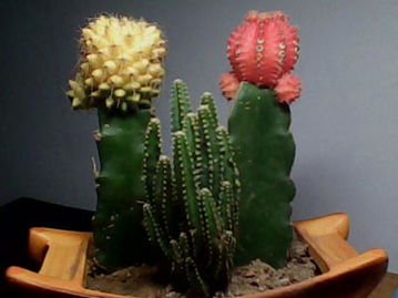 仙人掌的刺，仙人掌的外形,特点,以及作用