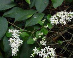 苔的拼音是什么