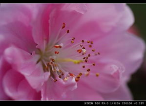 桃红是什么意思