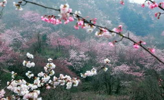 古代关于樱花的诗句