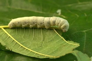 小蚕霸王餐，小蚕app