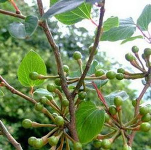 钻山风可以外用吗?