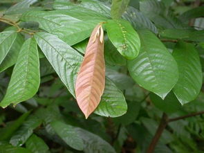 钻山风的功效与作用的功能与主治，钻山风的功效与作用图片