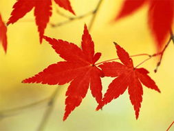 枫叶代表什么象征意义