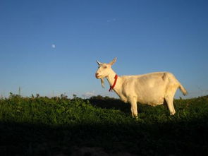 悠然自得什么意思，悠闲自得什么意思解释