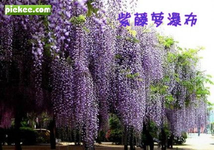 紫藤萝瀑布朗读音频，紫藤萝瀑布朗读脚本