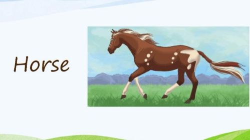 女驸马的英语单词怎么写，马的英语单词怎么写和读