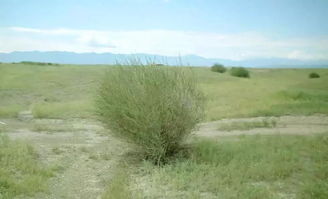 骆驼刺根系，骆驼刺蜂蜜的功效和作用