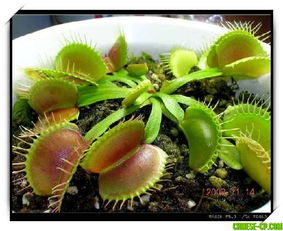 关于捕蝇草的作文，捕蝇草的作文三年级