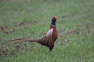 狗的叫声英语怎么写,还有猫,牛,猪,鸡,鸭的叫声怎么写?