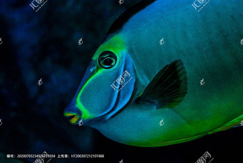 青衣鱼能做生鱼片吗