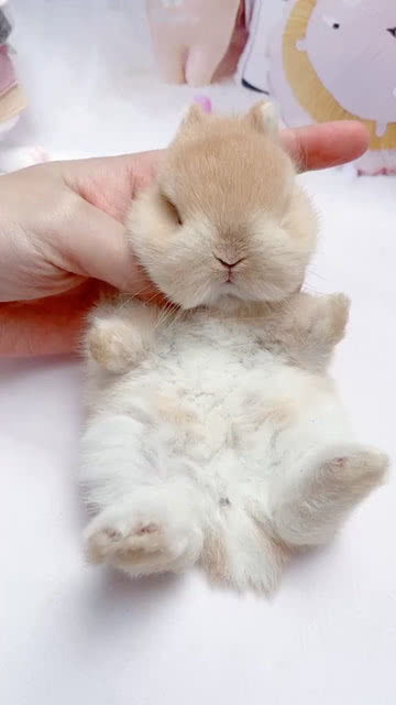 兔子的尾巴有什么作用，兔子的尾巴长不了