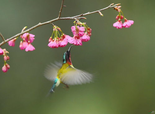 用鸟语花香怎么造句大全