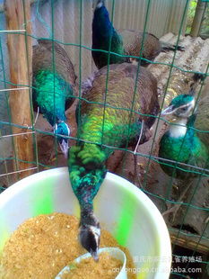 养殖场怎么起名字好听 个性的畜牧企业取名合集