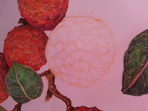 lychee与litchi区别，lychee是外来词吗