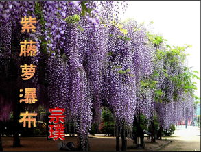 部编版七年级下册语文课件:《紫藤萝瀑布》