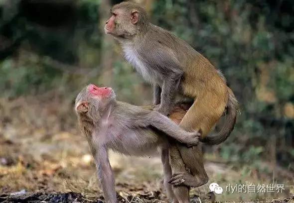 猕猴粤语怎么说?