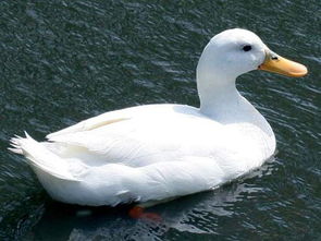 北京鸭是什么品种，北京鸭队