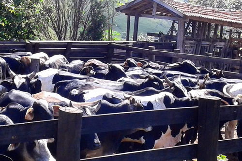 肉组词开头，肉组词和部首