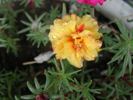 半枝莲花的花语是什么?