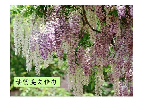 部编版初中七年级下册语文《文从字顺》课件【三篇】