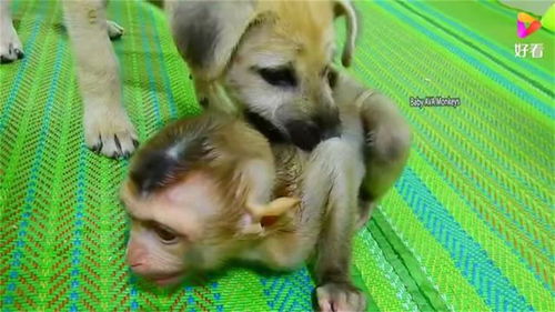 狗和猴绕口令儿歌，狗和猴一文中告诉我们什么道理