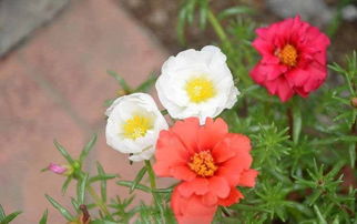 半枝莲是什么样子