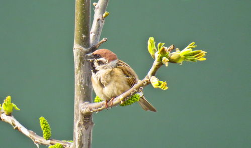 窗外的麻雀周杰伦什么歌，窗外的麻雀什么意思