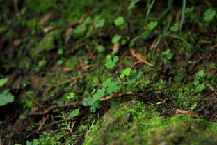 复照青苔上的上一句是什么，复照青苔上的苔怎么读