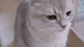 孩子唱加油努力拉屎要放屁是什么歌