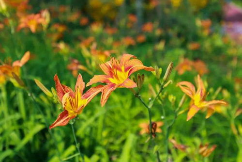 山水有情草木香出处