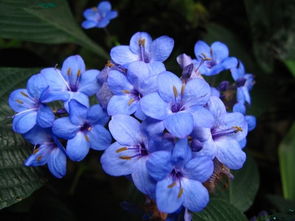 请问这种蓝紫色、具有五个花瓣的花是什么花,大概3、4月开花,与桃花花期