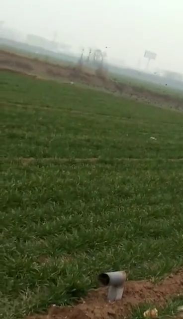 成群结队的意思是什么?